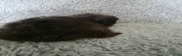Guinea Pig rodents for sale: Swiss boys - Advert 1