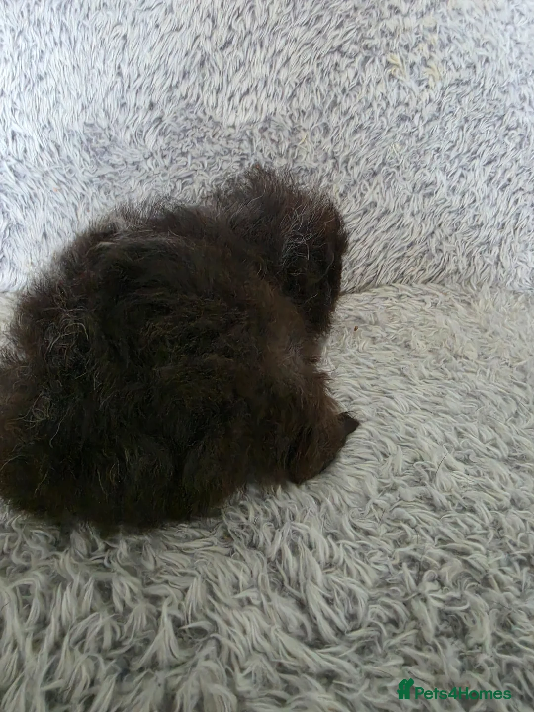 Guinea Pig rodents for sale: Swiss boys - Advert 1