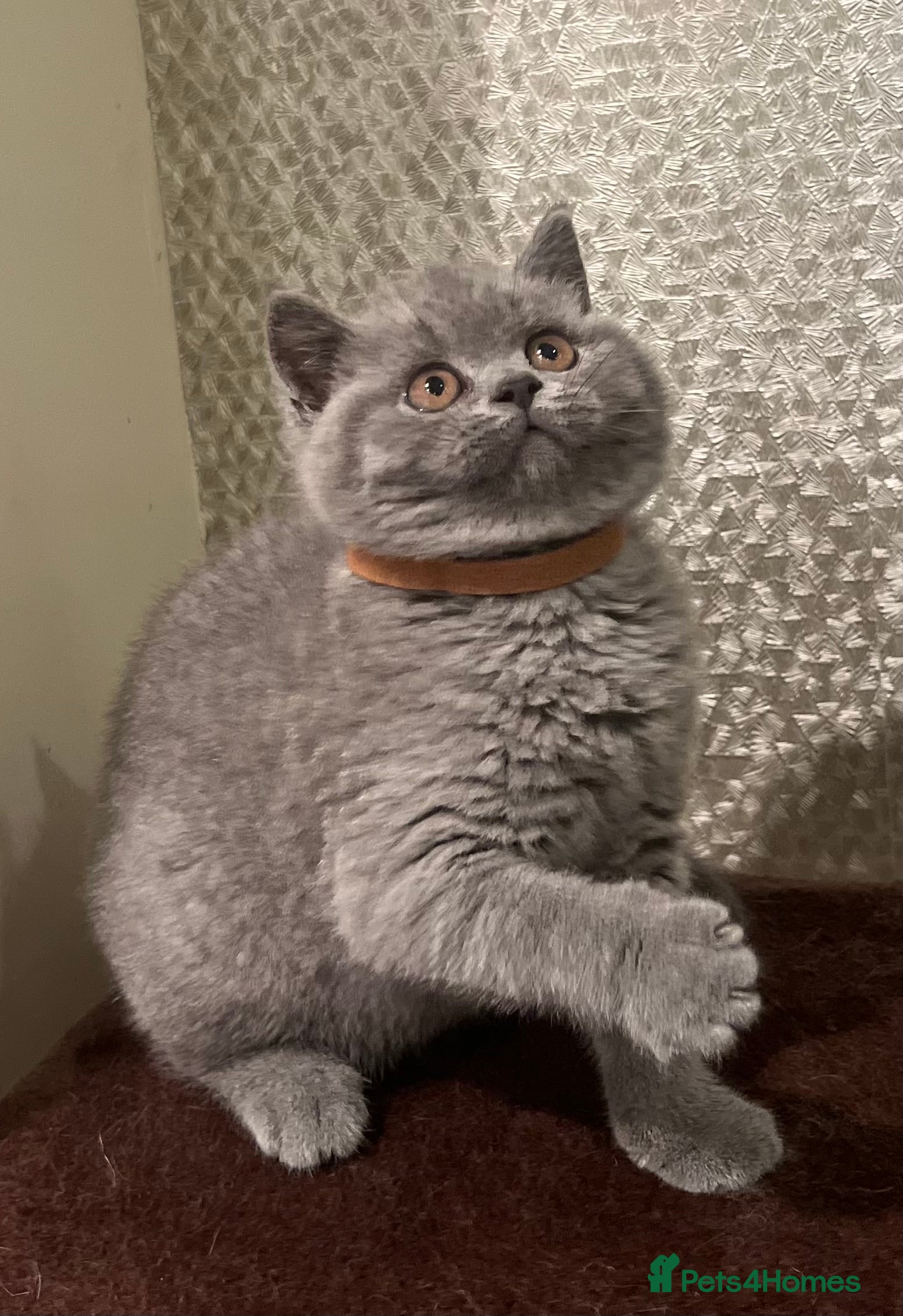 British Shorthair cats Chunky British shorthair  - Advert 5