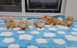 British Shorthair cats for sale: Adorable Kittens Ready For Reservation  - Image 13