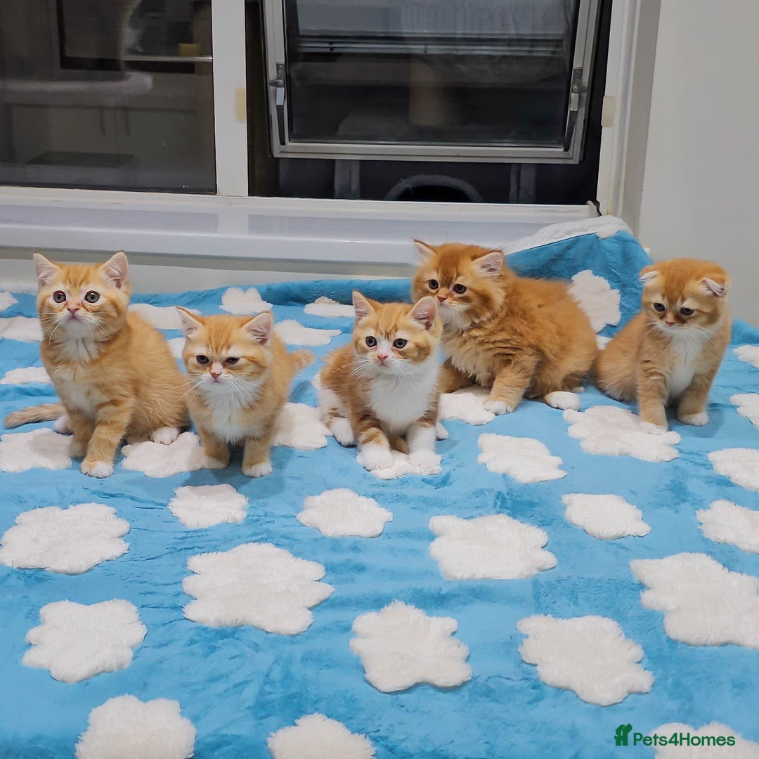 British Shorthair cats for sale: Adorable Kittens Ready For Reservation  - Image 13