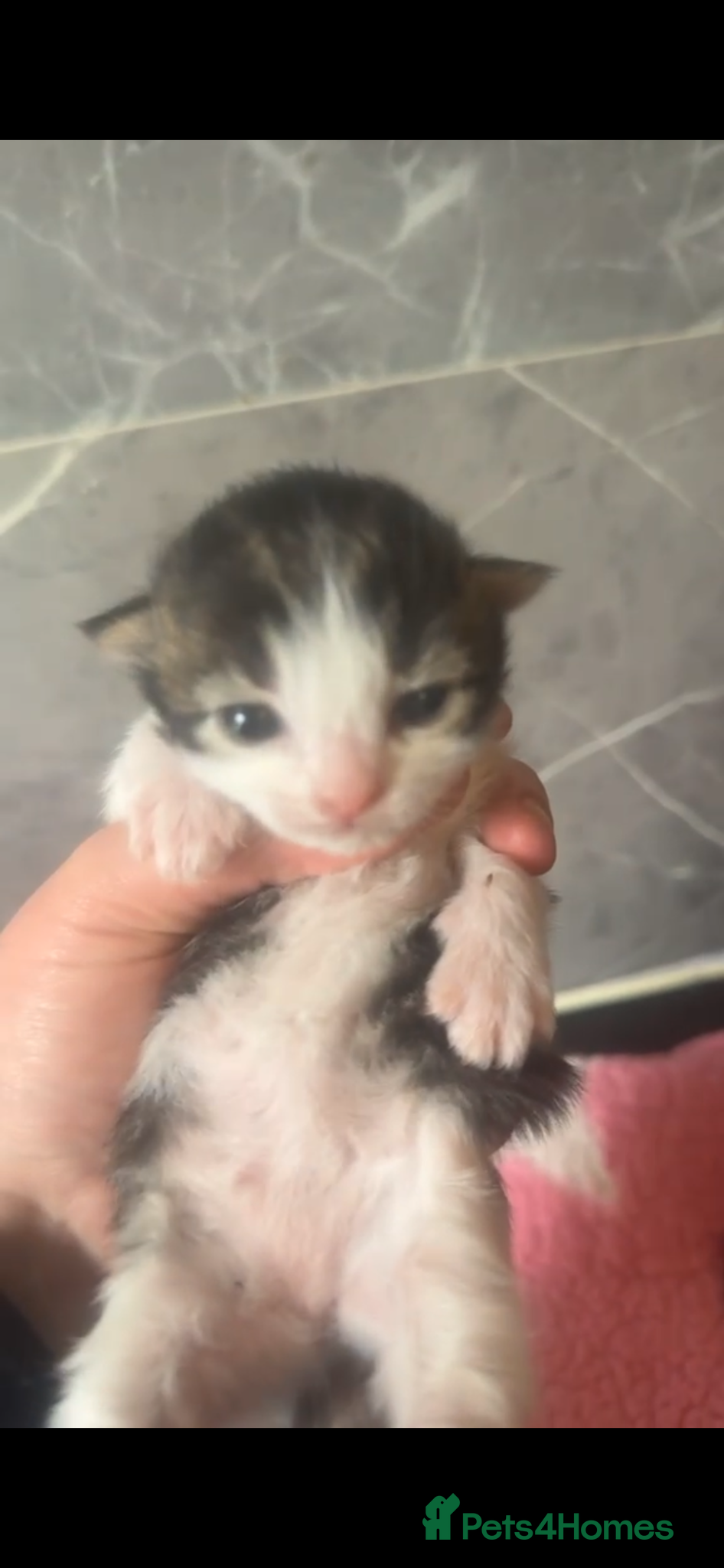 Mixed Breed cats Last 3 kittens left 💗🩵 - Advert 1