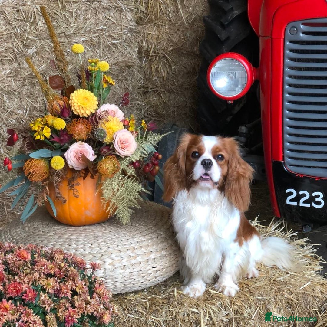 Cavalier King Charles Spaniel dogs for sale: Beautiful Blenheim Cavalier King Charles puppies - Image 24