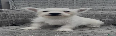 West Highland Terrier 3