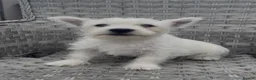 West Highland Terrier dogs for sale: West Highland Terrier Pups ready for new home Now - Advert 17