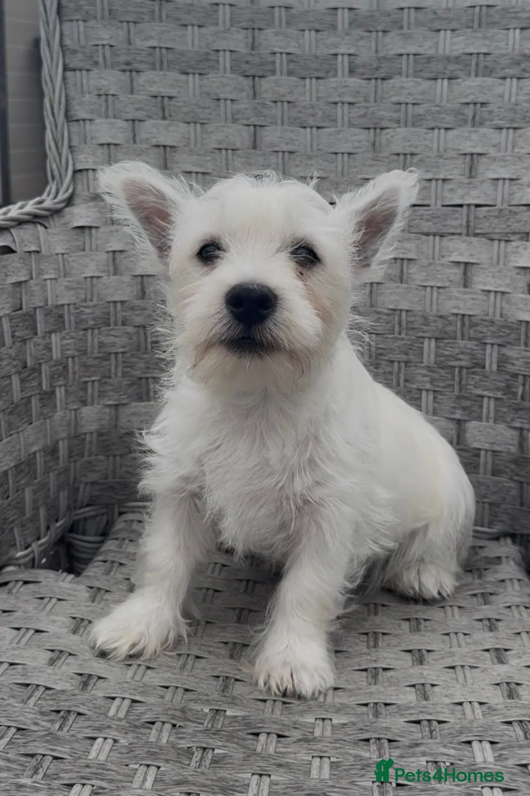 West Highland Terrier dogs for sale: West Highland Terrier Pups ready for new home Now - Advert 17