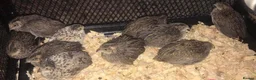 Quail poultry for sale: QUAIL HATCHING EGGS/CHINESE PAINTED BUTTONS - Advert 11