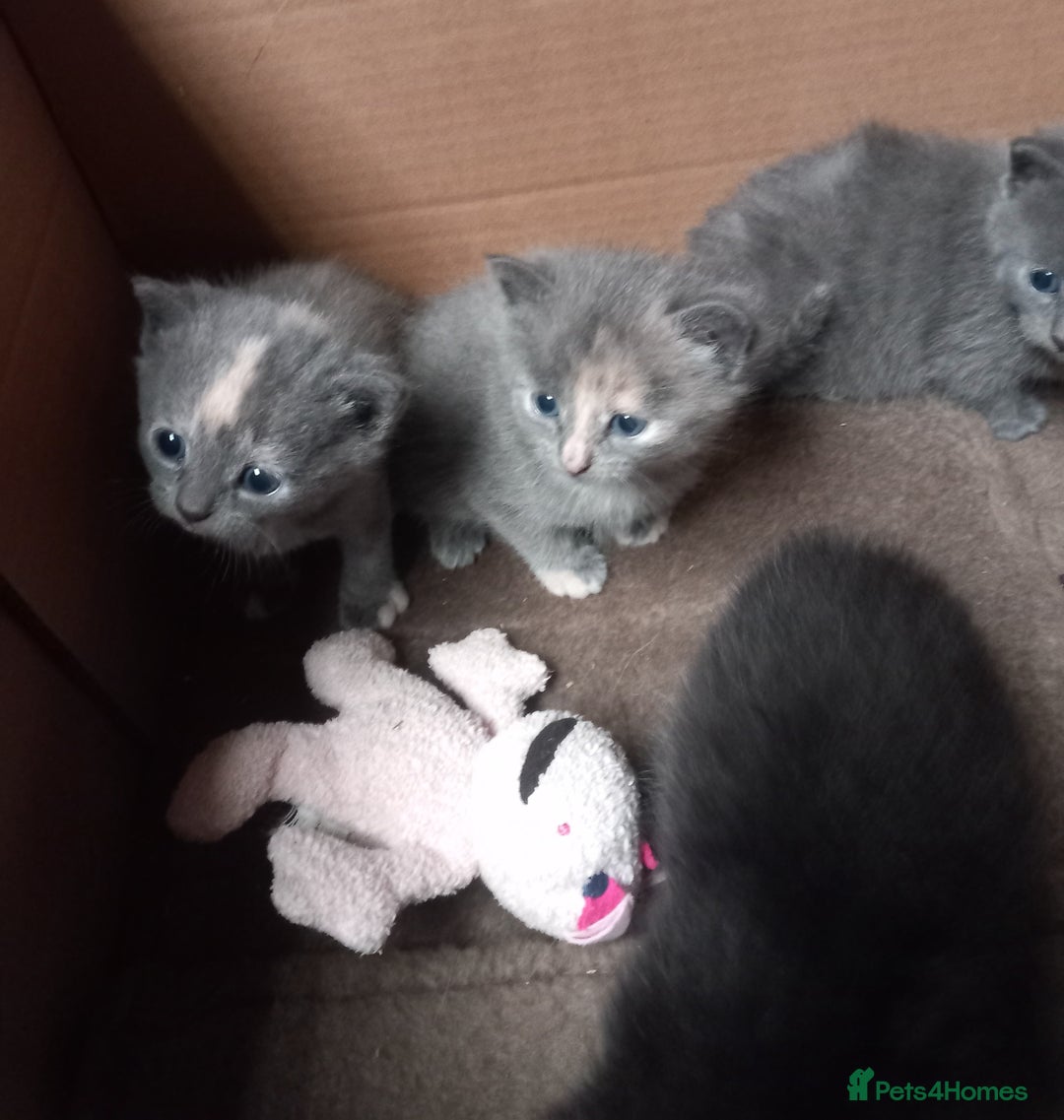 Mixed Breed cats for sale: Two fluffy rescue kitten  - Image 3
