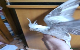 Cockatiels birds for sale: Cockatiel chicks hand tame  - Image 4