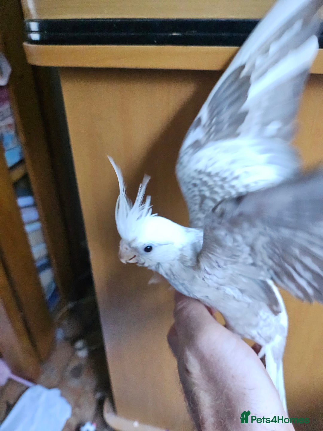 Cockatiels birds for sale: Cockatiel chicks hand tame  - Image 4