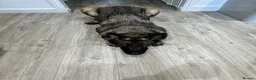German Shepherd dogs for sale: 5yr old German shepherd looking for loving home - Advert 9
