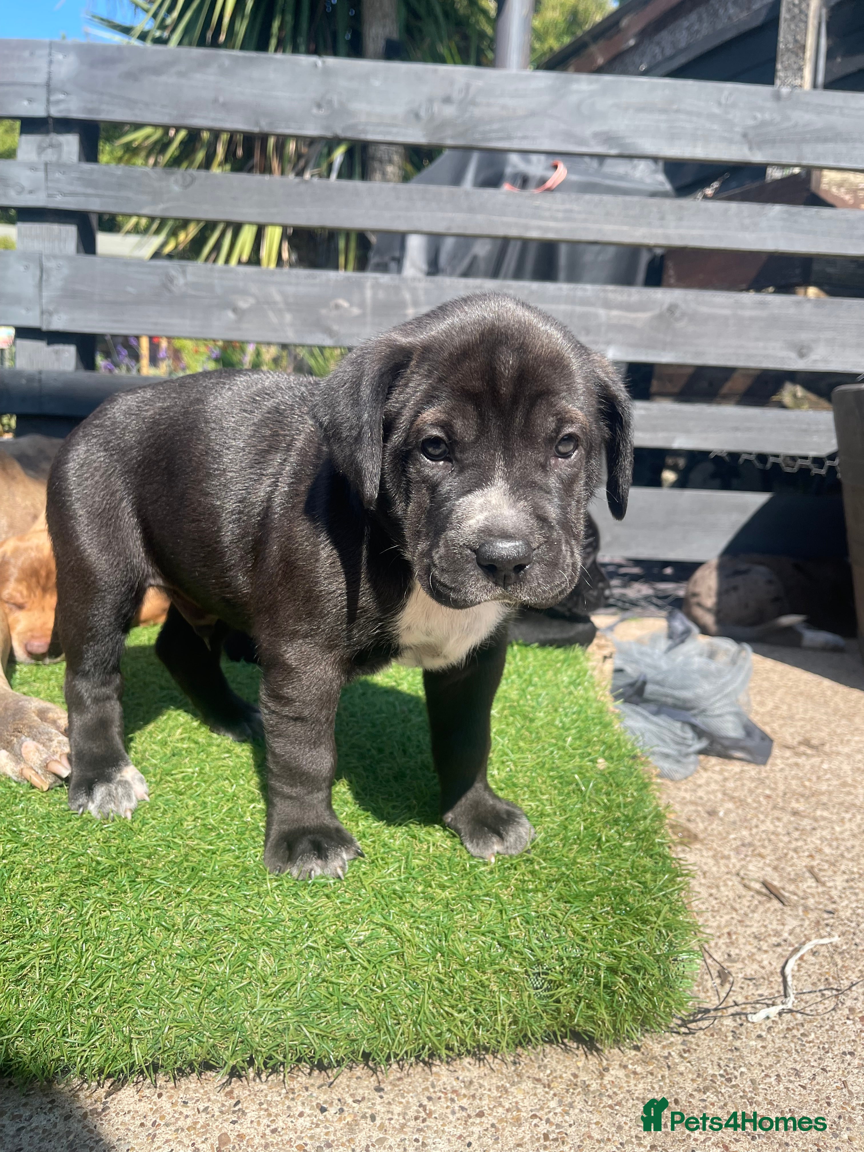 Mixed Breed dogs One of a kind PUPPIES mixed breed  - Advert 2