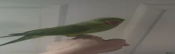 Ringnecks birds for sale: selling ringneck parakeet in Manchester - Advert 2