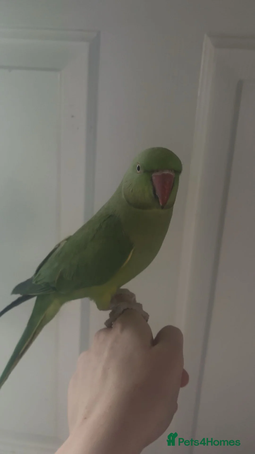Ringnecks birds for sale: selling ringneck parakeet in Manchester - Advert 2