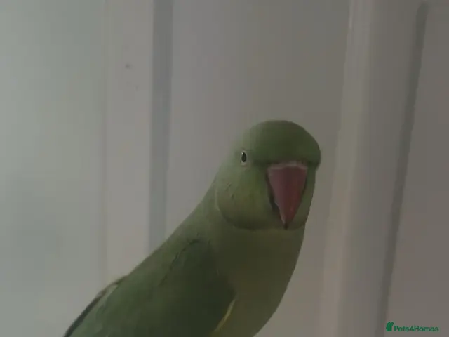 Ringnecks birds selling ringneck parakeet - Advert 2