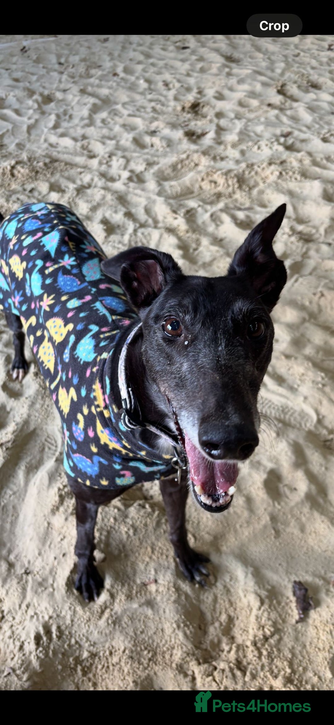 Greyhound dogs for adoption: Iris  - Advert 3