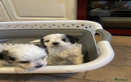 Mixed Breed dogs for sale: Cockapoo x Maltese (Maltipoo) - Image 7