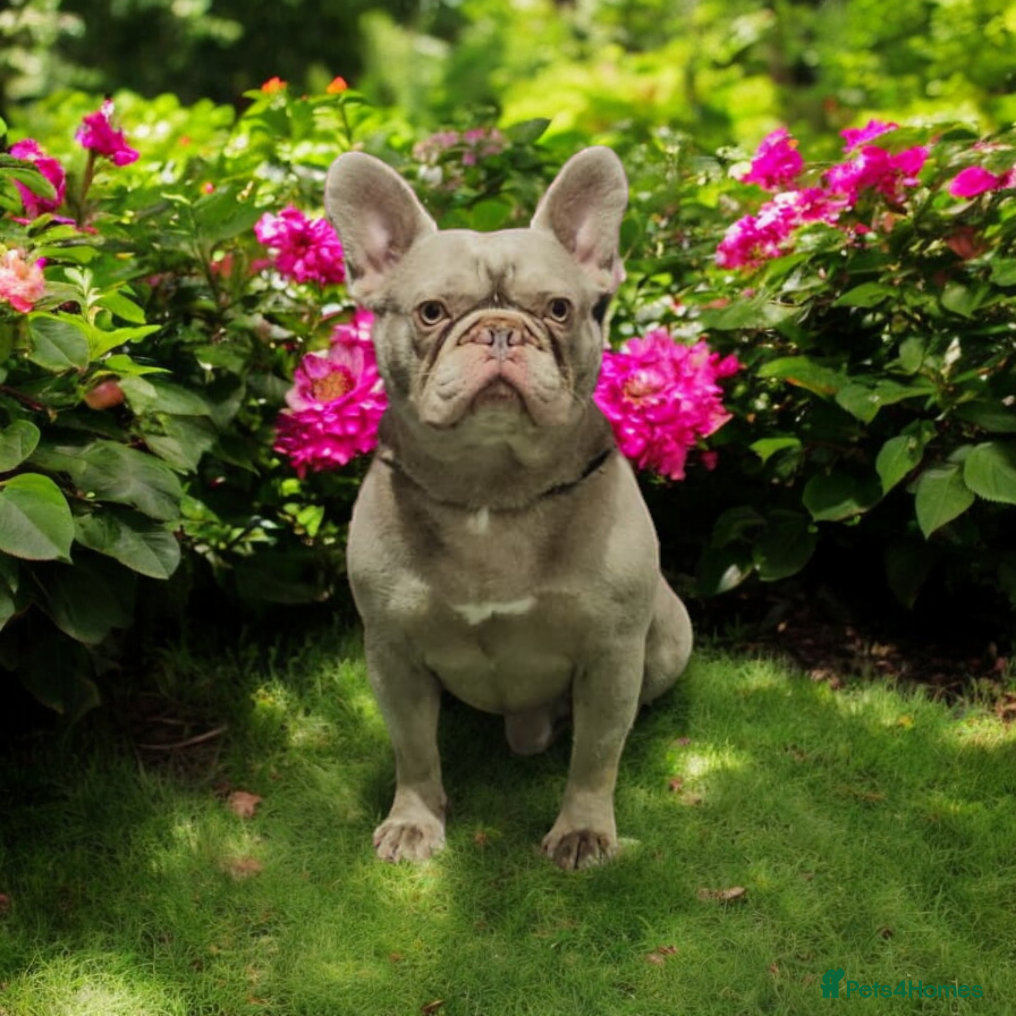 French Bulldog dogs King Kano Newshade Isabella &amp; Tan carrying Fluffy in Burton-on-Trent - Advert 9