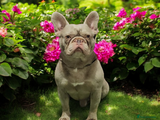 French Bulldog dogs in Burton-on-Trent - Advert 32