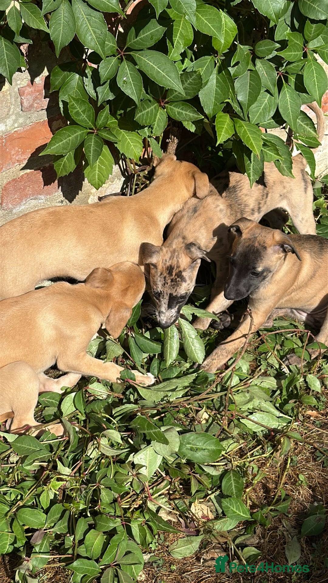 Whippet dogs for sale: 99% whippets (Merle) - Image 3