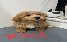 Coton De Tulear dogs for sale: Cotonoodle - Image 8
