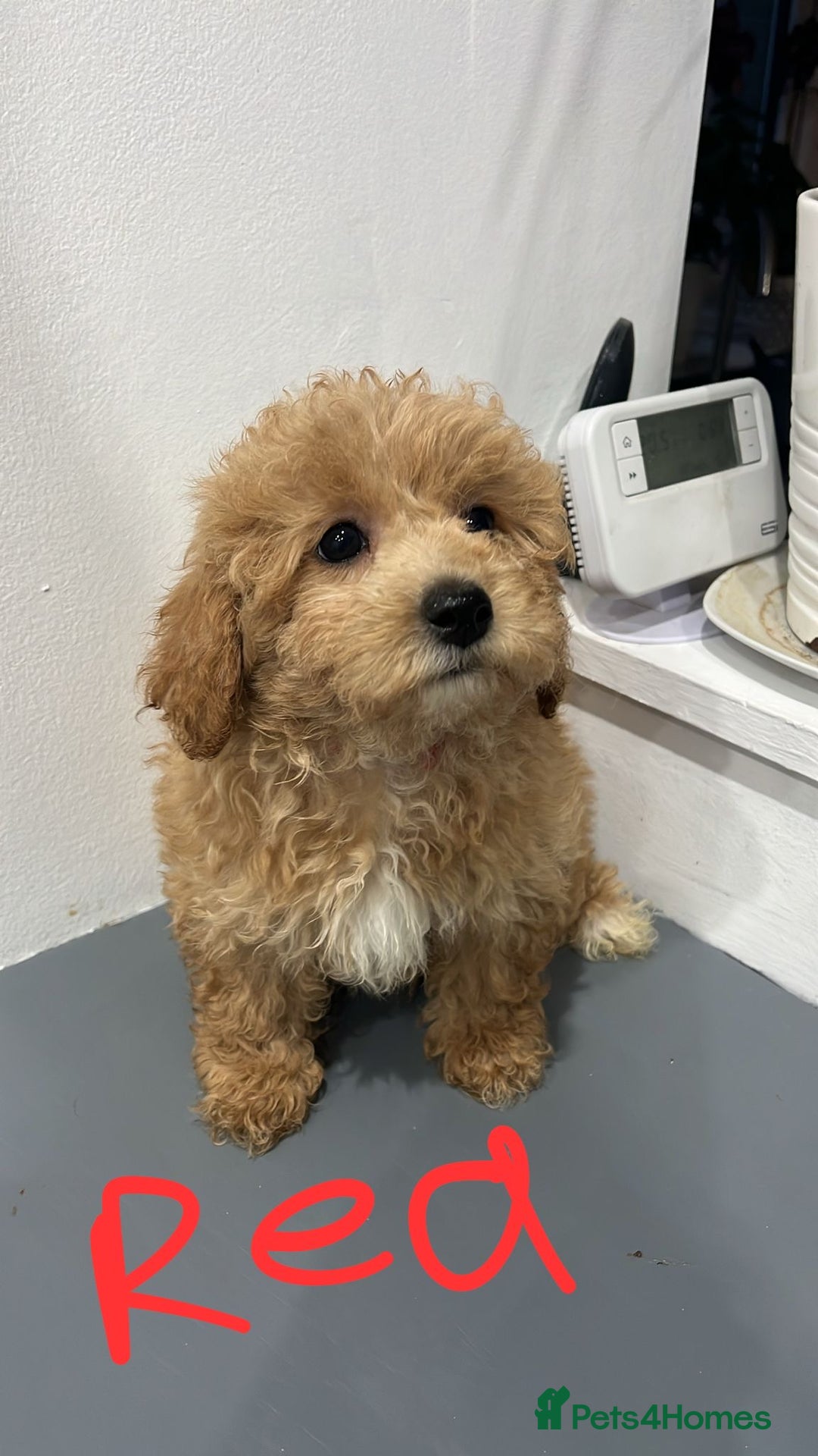 Coton De Tulear dogs for sale: Cotonoodle - Image 8
