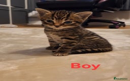 Mixed Breed cats for sale: 1/4 bengal x Britain short hair tabby kittens - Advert 2