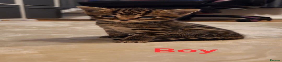 Mixed Breed Kitten 1