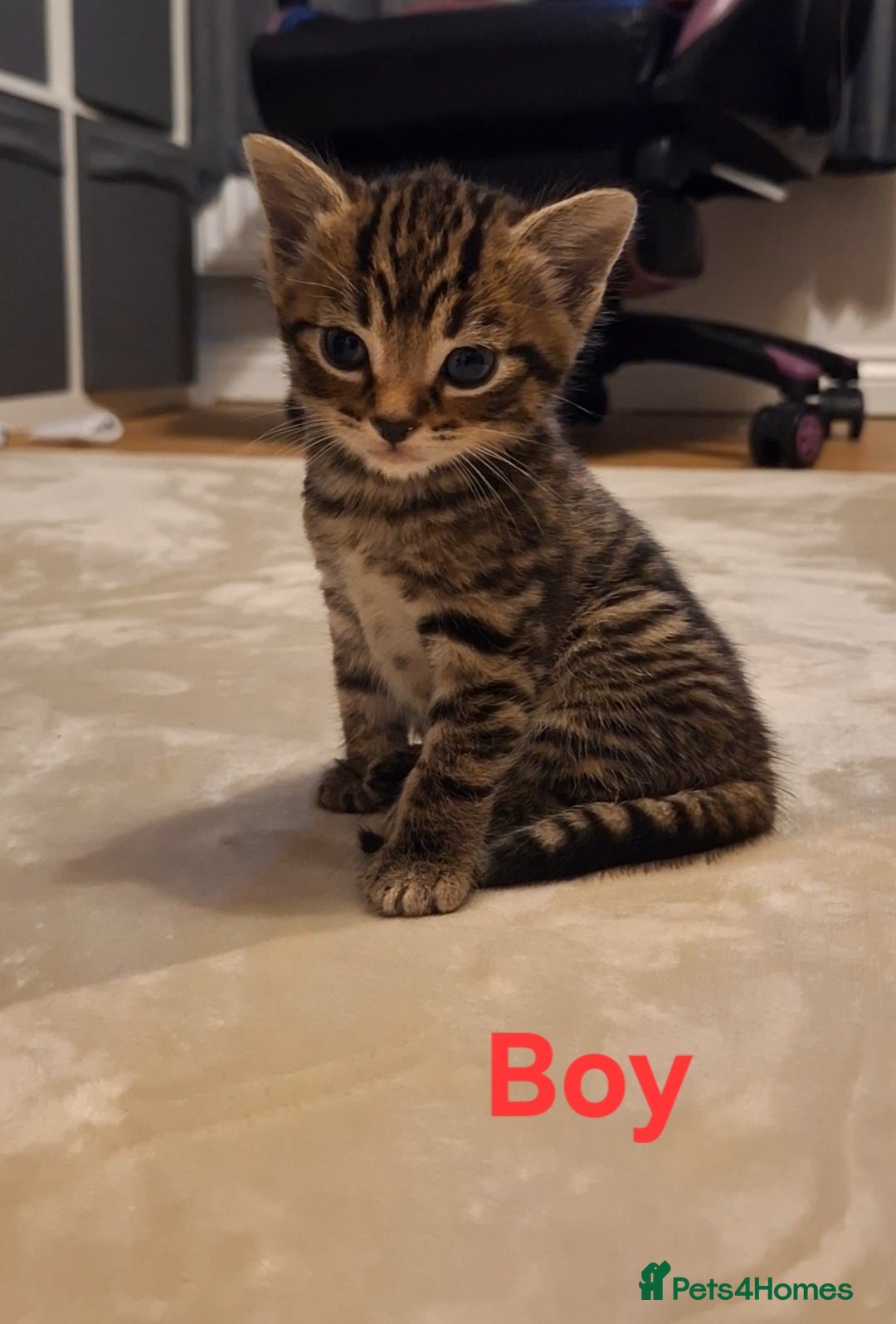 Mixed Breed cats for sale: 1/4 bengal x Britain short hair tabby kittens - Advert 2