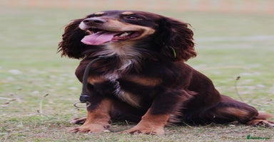 Cocker Spaniel dogs - Advert 7