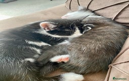 Mixed Breed cats for sale: 2 male kittens  - Image 4