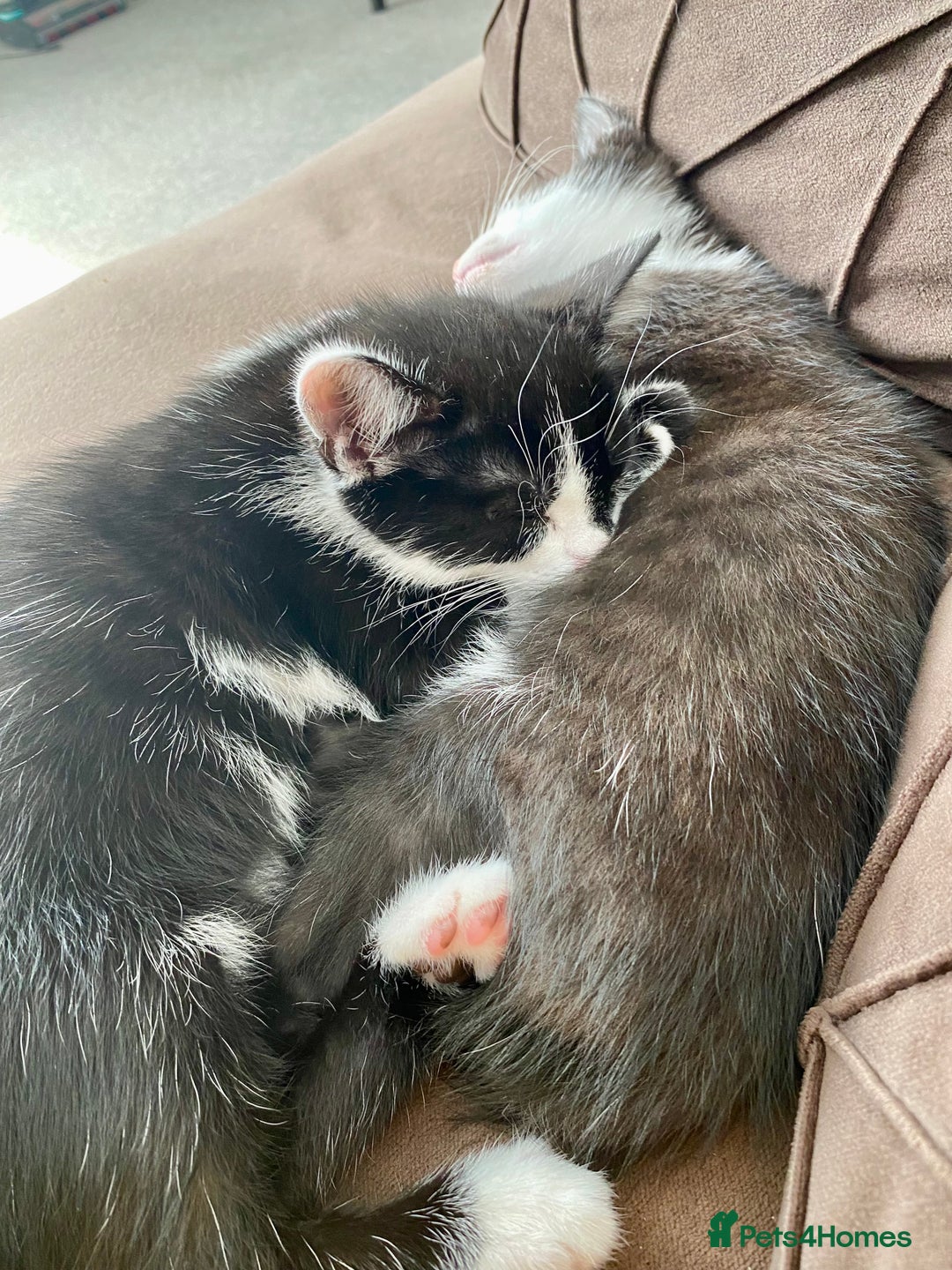 Mixed Breed cats for sale: 2 male kittens  - Image 4