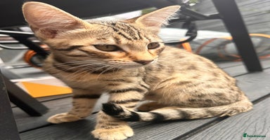 Savannah cats - Advert 5