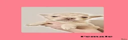 French Bulldog dogs for sale: French Bulldog Puppies Ready for Loving Homes in Gravesend - Advert 7