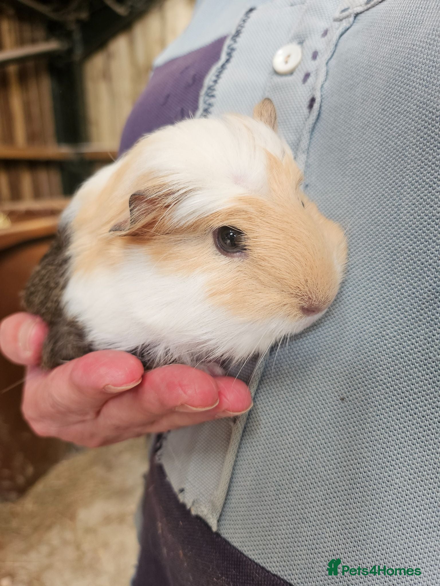 Guinea Pig rodents Pair of baby male guineas - Advert 2