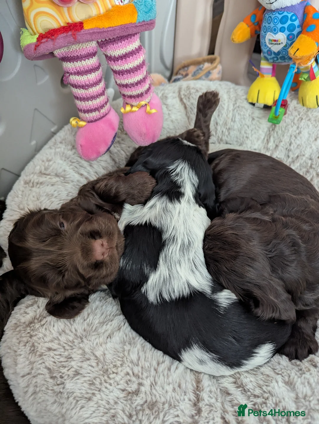 Cocker Spaniel dogs for sale: COCKER SPANIEL PUPPIES LOOKING NEW HOME 🏡 - Advert 1