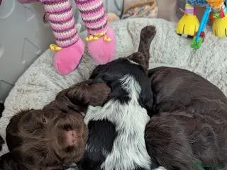 Cocker Spaniel dogs COCKER SPANIEL PUPPIES LOOKING NEW HOME 🏡 - Advert 3