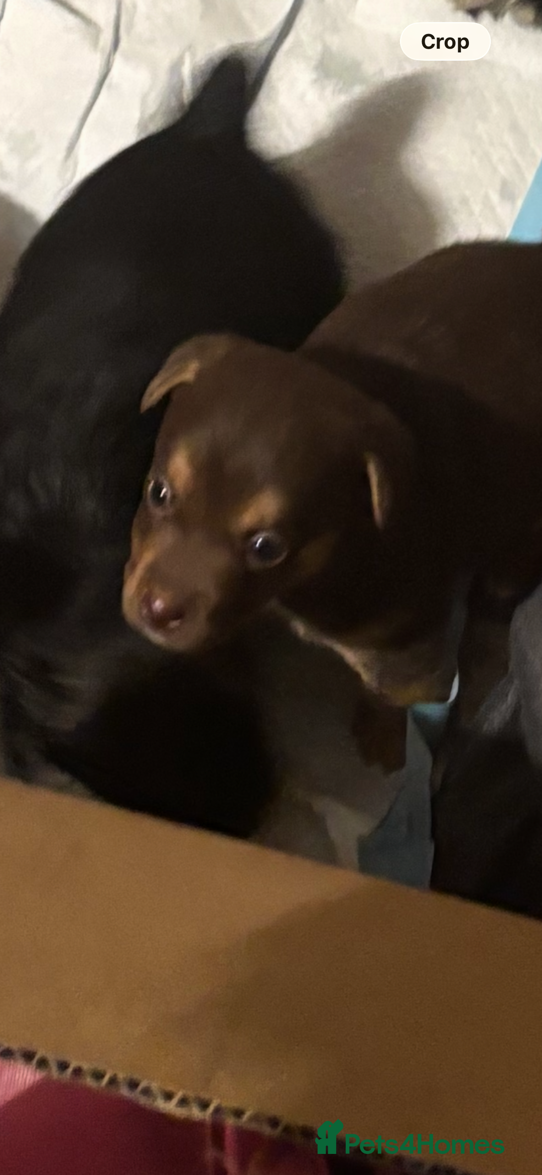 Jack Russell dogs for sale: Trad.working family short legged Jack Russell  - Advert 5