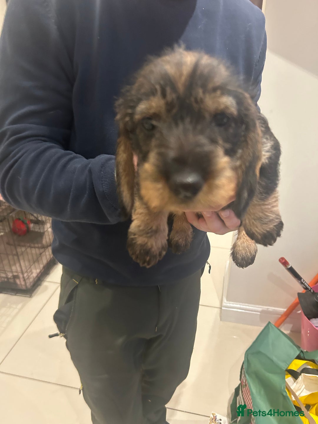 Dachshund dogs for sale: Litter of 3 wired haired daushaund tackles  - Advert 6