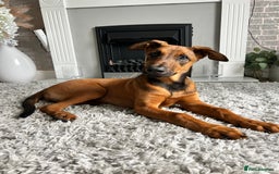 Mixed Breed dogs for sale: Rhaenyra for rehoming - Image 1