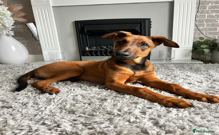 Mixed Breed dogs - Advert 2