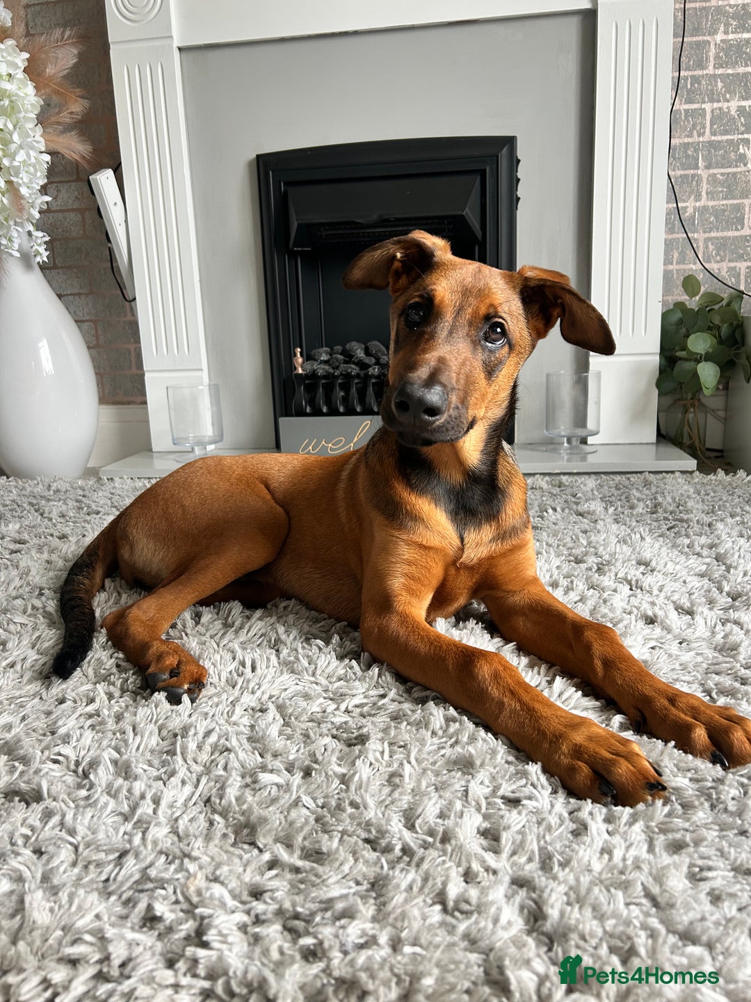 Mixed Breed dogs for sale: Rhaenyra for rehoming - Image 1