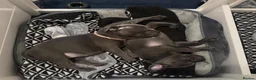 Staffordshire Bull Terrier dogs for sale: Brilliant Pure Staffordshire Bull Terrier puppies in Glasgow - Advert 19