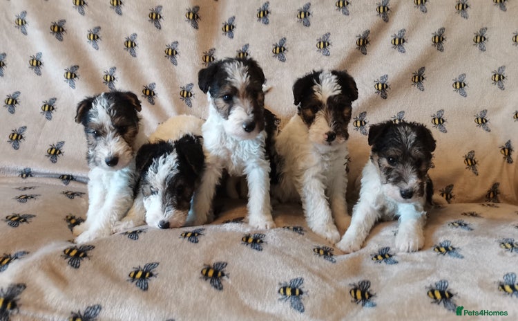 Fox Terrier dogs - Advert 1