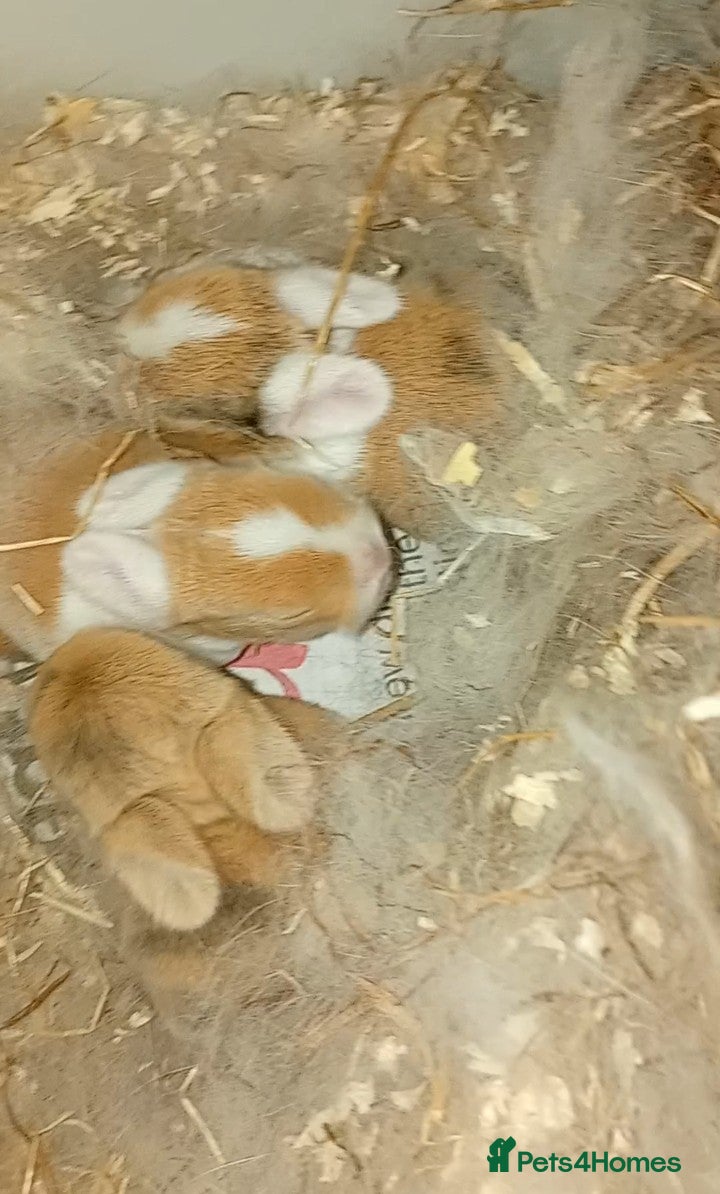 Mini Lop rabbits 3 bunnies for sale**READY JUNE** - Advert 11