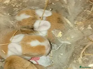 Mini Lop rabbits 3 bunnies for sale**READY JUNE** - Advert 11