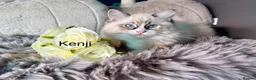 Ragdoll cats for sale: LAST AMAZING RAGDOLL KITTEN / FIFE - Advert 8