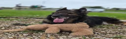 German Shepherd dogs for sale: 8 year old German shepherd  - Advert 4