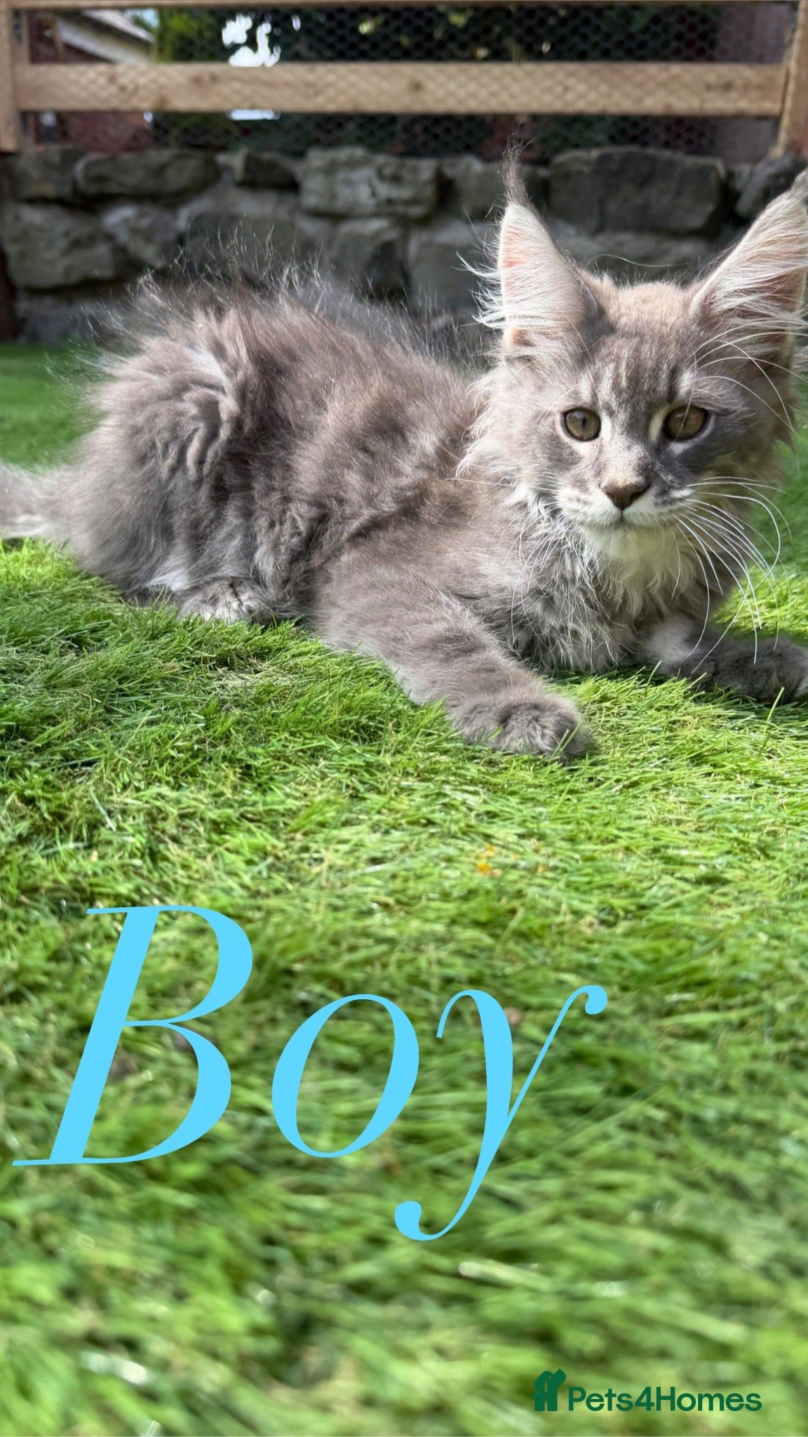 Maine Coon cats for sale: ❤️ Beautiful Maine Coon XL TICA Kittens ❤️ - Advert 1