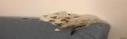 Ragdoll cats for sale: 4 beautiful, gentle, fluffy and active kittens  in Glasgow - Advert 15